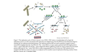 Figure 7. The replication cycle of Tobacco mosaic virus (TMV). TMV enters a wounded plant cell to begin the
replication cycle [1]. As the coat protein (CP) molecules are stripped away from the RNA [2], host ribosomes begin to
translate the two replicase-associated proteins. The replicase proteins (RP) are used to generate a negative-sense (-
sense) RNA template from the virus RNA [3]. This - sense RNA is, in turn, used to generate both full-length positive-
sense (+ sense) TMV RNA [4] and the + sense subgenomic RNAs (sgRNAs) [5] that are used to express the movement
protein (MP) and CP. The + sense TMV RNA is either encapsidated by the CP to form new TMV particles [6] or
wrapped with MP [7] to allow it to move to an adjacent cell for another round of replication (Drawing courtesy Vickie
Brewster: from K.-B. G. Scholthof 2000).
 