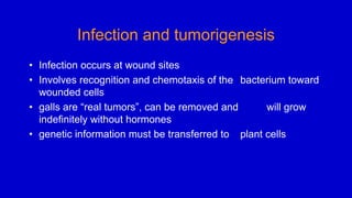 Infection and tumorigenesis
• Infection occurs at wound sites
• Involves recognition and chemotaxis of the bacterium toward
wounded cells
• galls are “real tumors”, can be removed and will grow
indefinitely without hormones
• genetic information must be transferred to plant cells
 
