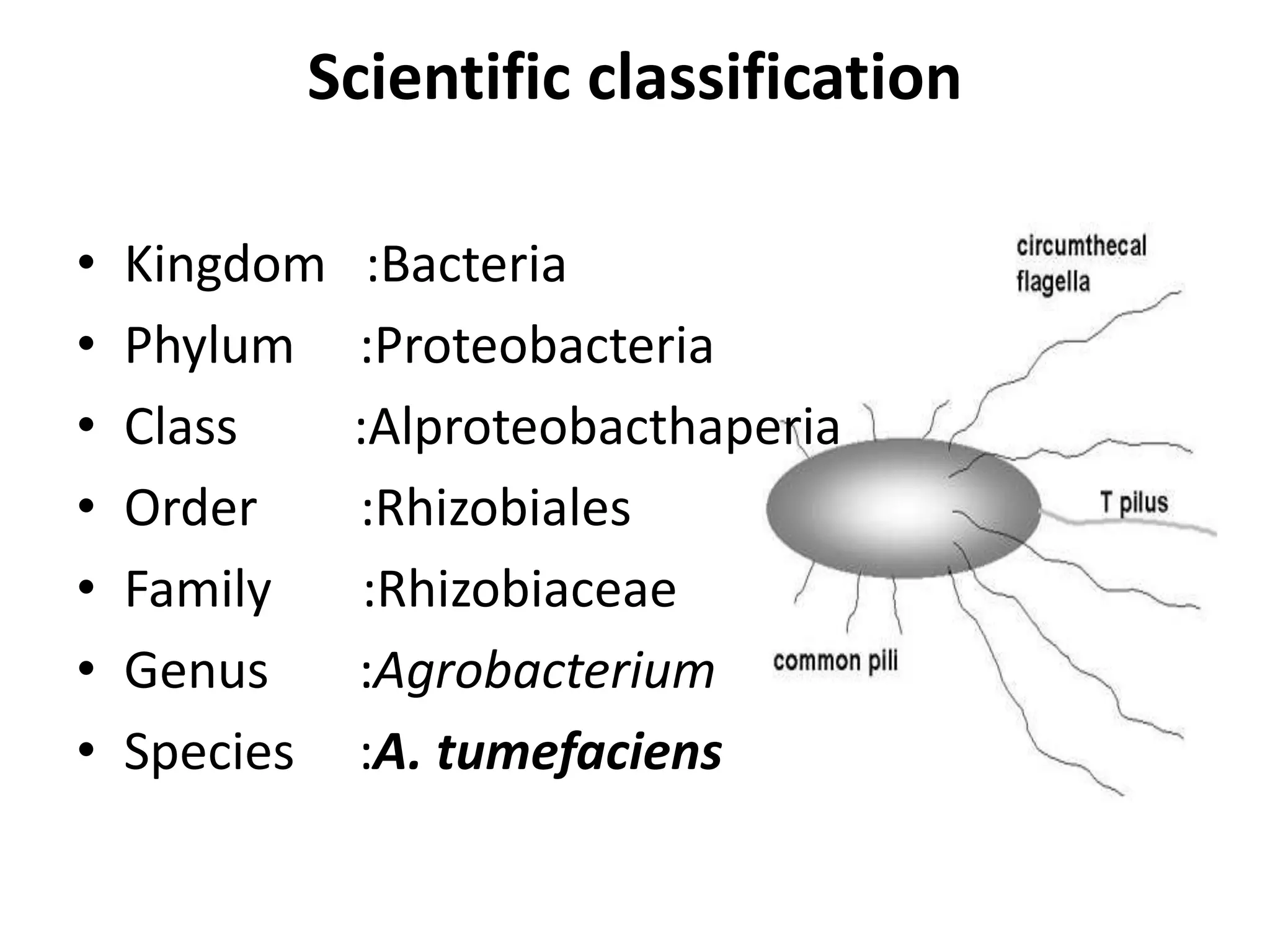 Agrobacterium mediated gene transfer | PPTX