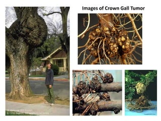 Images of Crown Gall Tumor
 