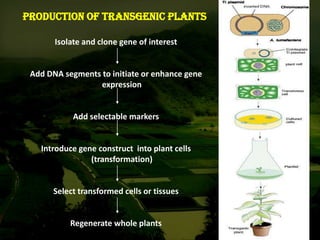 Production of transgenic plants
Isolate and clone gene of interest
Add DNA segments to initiate or enhance gene
expression
Add selectable markers
Introduce gene construct into plant cells
(transformation)
Select transformed cells or tissues
Regenerate whole plants
 