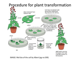 Procedure for plant transformation
IMAGE: Mol bio of the cell by Albert (pg no:599)
 