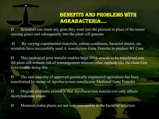 Ø Scientists can insert any gene they want into the plasmid in place of the tumor
causing genes and subsequently into the plant cell genome
Ø By varying experimental materials, culture conditions, bacterial strains, etc.
scientists have successfully used A. tumefaciens Gene Transfer to produce BT Corn
Ø This method of gene transfer enables large DNA strands to be transferred into
the plant cell without risk of rearrangement whereas other methods like the Gene Gun
have trouble doing this
Ø The vast majority of approved genetically engineered agriculture has been
transformed by means of Agrobacterium tumefaciens Mediated Gene Transfer
Ø Original problems existed in that Agrobacterium tumefaciens only affects
dicotyledonous plants
Ø Monocotyledon plants are not very susceptible to the bacterial infection
Benefits and Problems with
Agrabacteria….
 