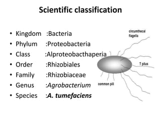 Scientific classification
• Kingdom :Bacteria
• Phylum :Proteobacteria
• Class :Alproteobacthaperia
• Order :Rhizobiales
• Family :Rhizobiaceae
• Genus :Agrobacterium
• Species :A. tumefaciens
 
