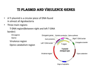 Ti plasmid and virulence genes
• A Ti plasmid is a circular piece of DNA found
in almost all Agrobacteria
• Three main regions
T-DNA region(Between right and left T-DNA
border)
Oncogene
Opine
Virulence region
Opine catabolism region
 