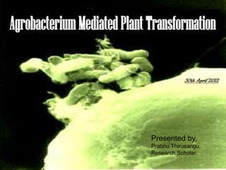 AgrobacteriumMediatedPlantTransformation
30th April’2012
Presented by,
Prabhu Thirusangu,
Research Scholar,
 