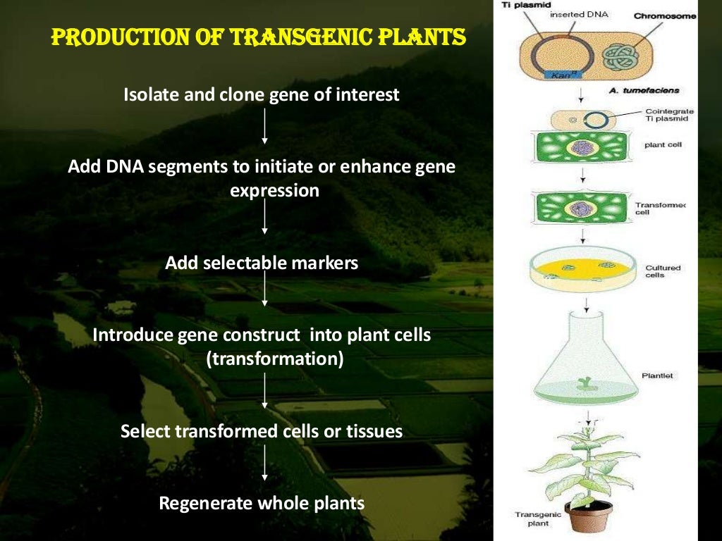 Agrobacterium mediated gene transfer