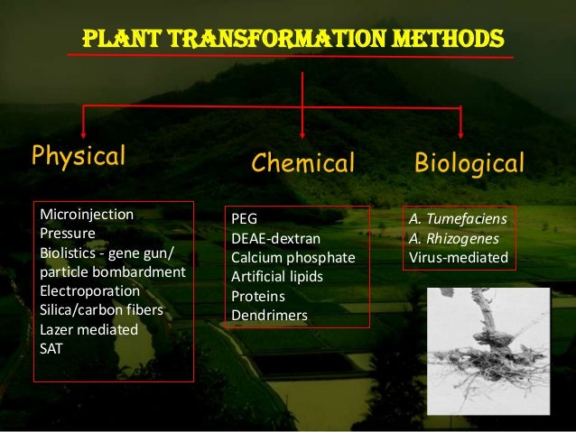 Agrobacterium mediated gene transfer