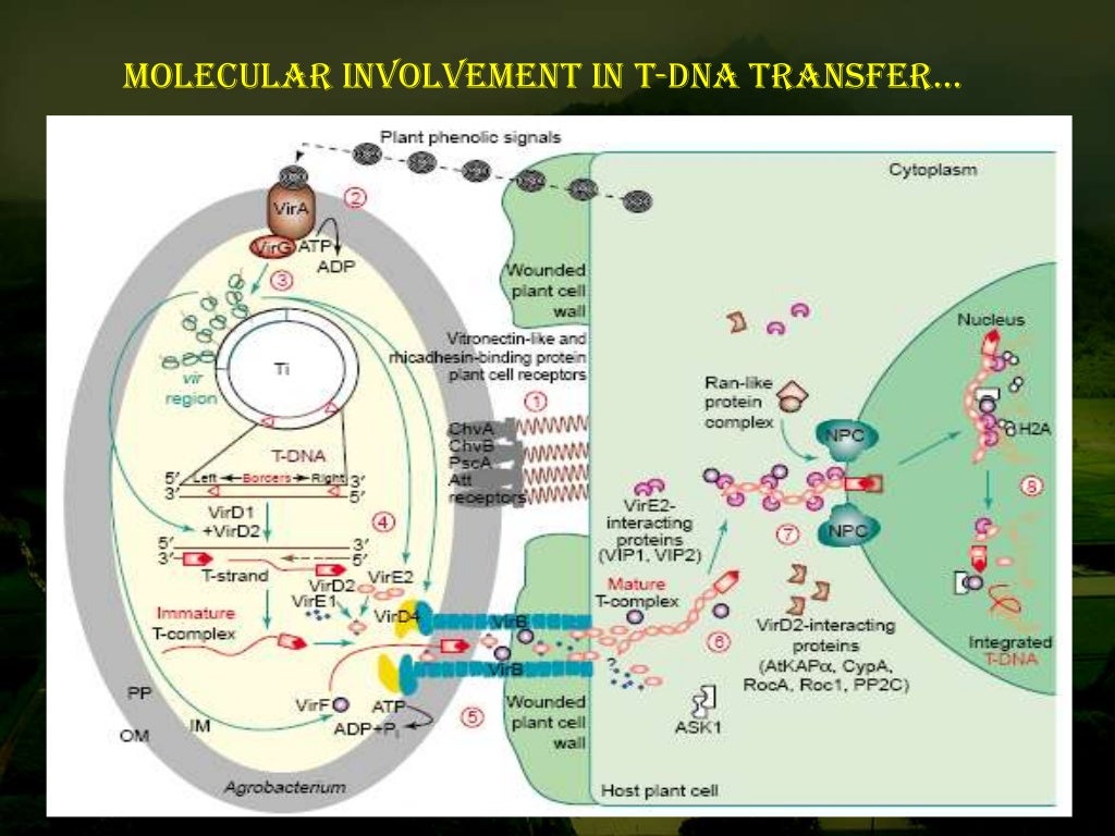 Agrobacterium Mediated Gene Transfer