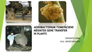 AGROBACTERIUM TUMEFACIENS 
MEDIATED GENE TRANSFER 
IN PLANTS 
SUSHANTA SARMA 
M.Sc. BIOTECHNOLOGY 
 