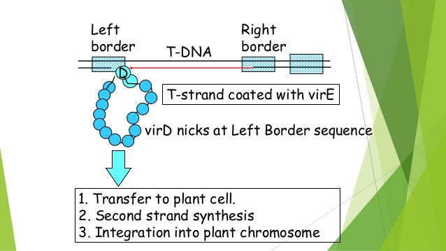 agrobacterium mediated gene transfer