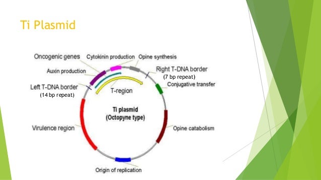 Agrobacterium mediated gene transfer