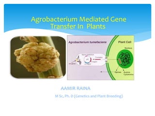 Agrobacterium Mediated Gene
Transfer In Plants
AAMIR RAINA
M Sc, Ph. D (Genetics and Plant Breeding)
 