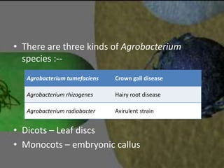 Agrobacterium mediated gene transfer | PPTX
