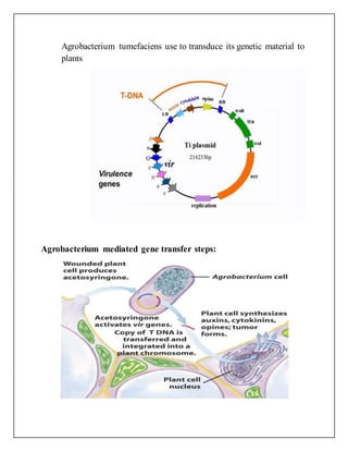 Agrobacterium tumefaciens use to transduce its genetic material to
plants
Agrobacterium mediated gene transfer steps:
 