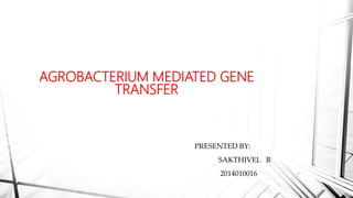 AGROBACTERIUM MEDIATED GENE
TRANSFER
PRESENTED BY:
SAKTHIVEL R
2014010016
 