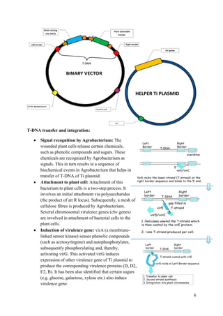 6
T-DNA transfer and integration:
 Signal recognition by Agrobacterium: The
wounded plant cells release certain chemicals,
such as phenolic compounds and sugars. These
chemicals are recognized by Agrobacterium as
signals. This in turn results in a sequence of
biochemical events in Agrobacterium that helps in
transfer of T-DNA of Ti plasmid.
 Attachment to plant cell: Attachment of this
bacterium to plant cells is a two-step process. It
involves an initial attachment via polysaccharides
(the product of att R locus). Subsequently, a mesh of
cellulose fibres is produced by Agrobacterium.
Several chromosomal virulence genes (chv genes)
are involved in attachment of bacterial cells to the
plant cells.
 Induction of virulence gene: virA (a membrane-
linked sensor kinase) senses phenolic compounds
(such as acetosyringone) and autophosphorylates,
subsequently phosphorylating and, thereby,
activating virG. This activated virG induces
expression of other virulence gene of Ti plasmid to
produce the corresponding virulence proteins (D, D2,
E2, B). It has been also identified that certain sugars
(e.g. glucose, galactose, xylose etc.) also induce
virulence gene.
 