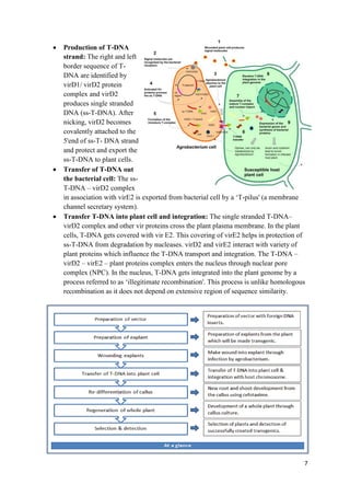 7
 Production of T-DNA
strand: The right and left
border sequence of T-
DNA are identified by
virD1/ virD2 protein
complex and virD2
produces single stranded
DNA (ss-T-DNA). After
nicking, virD2 becomes
covalently attached to the
5'end of ss-T- DNA strand
and protect and export the
ss-T-DNA to plant cells.
 Transfer of T-DNA out
the bacterial cell: The ss-
T-DNA – virD2 complex
in association with virE2 is exported from bacterial cell by a ‘T-pilus' (a membrane
channel secretary system).
 Transfer T-DNA into plant cell and integration: The single stranded T-DNA–
virD2 complex and other vir proteins cross the plant plasma membrane. In the plant
cells, T-DNA gets covered with vir E2. This covering of virE2 helps in protection of
ss-T-DNA from degradation by nucleases. virD2 and virE2 interact with variety of
plant proteins which influence the T-DNA transport and integration. The T-DNA –
virD2 – virE2 – plant proteins complex enters the nucleus through nuclear pore
complex (NPC). In the nucleus, T-DNA gets integrated into the plant genome by a
process referred to as ‘illegitimate recombination'. This process is unlike homologous
recombination as it does not depend on extensive region of sequence similarity.
 