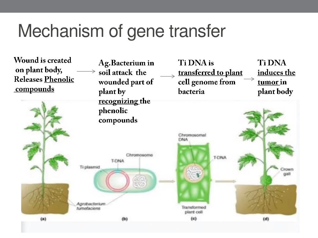Agrobacterium mediated gene transfer in plants