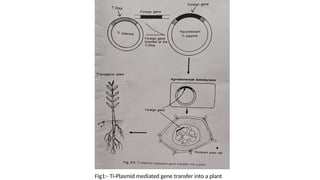 Fig1:- Ti-Plasmid mediated gene transfer into a plant
 