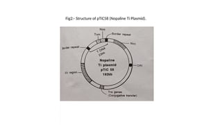 Fig2:- Structure of pTiC58 (Nopaline Ti Plasmid).
 