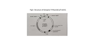 Fig3:- Structure of Octopine Ti Plasmid( pTi Ach5).
 