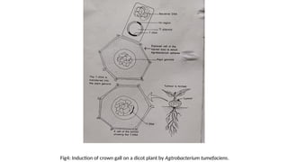 Fig4: Induction of crown gall on a dicot plant by Agtrobacterium tumefaciens.
 