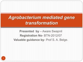 Presented by – Aware Swapnil
Registration No- BTN-2012/07
Valuable guidance by- Prof S. A. Belge.
Agrobacterium mediated gene
transformation
1
 