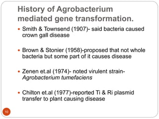 History of Agrobacterium
mediated gene transformation.
 Smith & Townsend (1907)- said bacteria caused
crown gall disease
 Brown & Stonier (1958)-proposed that not whole
bacteria but some part of it causes disease
 Zenen et.al (1974)- noted virulent strain-
Agrobacterium tumefaciens
 Chilton et.al (1977)-reported Ti & Ri plasmid
transfer to plant causing disease
10
 