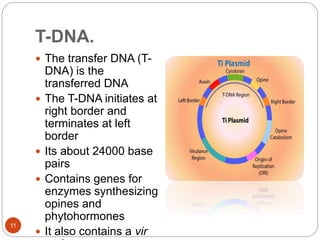 T-DNA.
 The transfer DNA (T-
DNA) is the
transferred DNA
 The T-DNA initiates at
right border and
terminates at left
border
 Its about 24000 base
pairs
 Contains genes for
enzymes synthesizing
opines and
phytohormones
 It also contains a vir
11
 