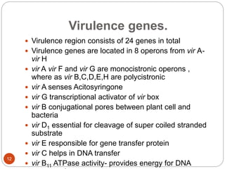 Virulence genes.
 Virulence region consists of 24 genes in total
 Virulence genes are located in 8 operons from vir A-
vir H
 vir A vir F and vir G are monocistronic operons ,
where as vir B,C,D,E,H are polycistronic
 vir A senses Acitosyringone
 vir G transcriptional activator of vir box
 vir B conjugational pores between plant cell and
bacteria
 vir D1 essential for cleavage of super coiled stranded
substrate
 vir E responsible for gene transfer protein
 vir C helps in DNA transfer
 vir B11 ATPase activity- provides energy for DNA
12
 