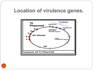 Location of virulence genes.
13
 