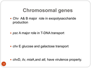 Chromosomal genes
 Chv A& B major role in exopolysaccharide
production
 psc A major role in T-DNA transport
 chv E glucose and galactose transport
 chvD, ilv, miaA,and att, have virulence property.
14
 