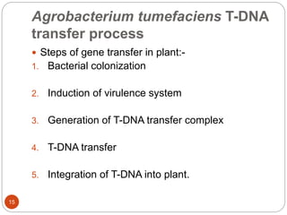 Agrobacterium tumefaciens T-DNA
transfer process
 Steps of gene transfer in plant:-
1. Bacterial colonization
2. Induction of virulence system
3. Generation of T-DNA transfer complex
4. T-DNA transfer
5. Integration of T-DNA into plant.
15
 