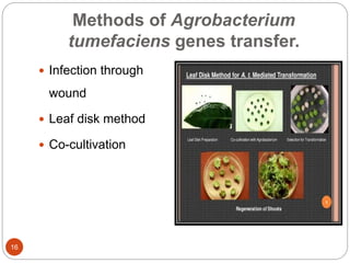 Methods of Agrobacterium
tumefaciens genes transfer.
 Infection through
wound
 Leaf disk method
 Co-cultivation
16
 