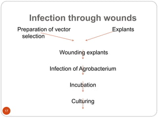 Infection through wounds
Preparation of vector Explants
selection
Wounding explants
Infection of Agrobacterium
Incubation
Culturing
17
 