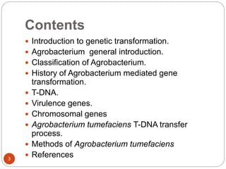 Contents
 Introduction to genetic transformation.
 Agrobacterium general introduction.
 Classification of Agrobacterium.
 History of Agrobacterium mediated gene
transformation.
 T-DNA.
 Virulence genes.
 Chromosomal genes
 Agrobacterium tumefaciens T-DNA transfer
process.
 Methods of Agrobacterium tumefaciens
 References3
 