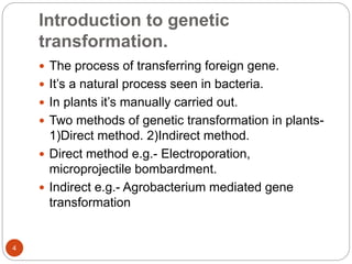 Introduction to genetic
transformation.
 The process of transferring foreign gene.
 It’s a natural process seen in bacteria.
 In plants it’s manually carried out.
 Two methods of genetic transformation in plants-
1)Direct method. 2)Indirect method.
 Direct method e.g.- Electroporation,
microprojectile bombardment.
 Indirect e.g.- Agrobacterium mediated gene
transformation
4
 