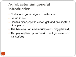 Agrobacterium general
introduction.
 Rod shape gram negative bacterium
 Found in soil
 Causes diseases like crown gall and hair roots in
dicot plants
 The bacteria transfers a tumor-inducing plasmid
 The plasmid incorporates with host genome and
transcribes
7
 