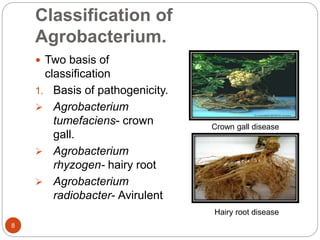 Classification of
Agrobacterium.
 Two basis of
classification
1. Basis of pathogenicity.
 Agrobacterium
tumefaciens- crown
gall.
 Agrobacterium
rhyzogen- hairy root
 Agrobacterium
radiobacter- Avirulent
Crown gall disease
Hairy root disease
8
 