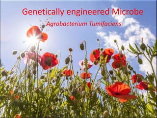 Genetically engineered Microbe
Agrobacterium Tumifaciens
 