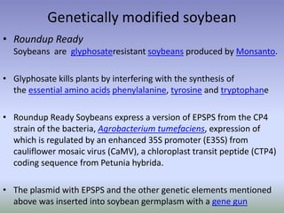 Genetically modified soybean
• Roundup Ready
Soybeans are glyphosateresistant soybeans produced by Monsanto.
• Glyphosate kills plants by interfering with the synthesis of
the essential amino acids phenylalanine, tyrosine and tryptophane
• Roundup Ready Soybeans express a version of EPSPS from the CP4
strain of the bacteria, Agrobacterium tumefaciens, expression of
which is regulated by an enhanced 35S promoter (E35S) from
cauliflower mosaic virus (CaMV), a chloroplast transit peptide (CTP4)
coding sequence from Petunia hybrida.
• The plasmid with EPSPS and the other genetic elements mentioned
above was inserted into soybean germplasm with a gene gun
 