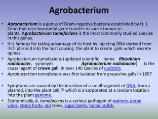 Agrobacterium
• Agrobacterium is a genus of Gram-negative bacteria established by H. J.
Conn that uses horizontal gene transfer to cause tumors in
plants. Agrobacterium tumefaciens is the most commonly studied species
in this genus.
• It is famous for taking advantage of its host by injecting DNA derived from
itsTi plasmid into the host causing the plant to create galls which excrete
opines .
• Agrobacterium tumefaciens (updated scientific name Rhizobium
radiobacter, synonym Agrobacterium radiobacter) is the
causal agent of crown gall in over 140 species of eudicots.
• Agrobacterium tumefaciens was first isolated from grapevine galls in 1897
• Symptoms are caused by the insertion of a small segment of DNA from a
plasmid, into the plant cell,[5] which is incorporated at a random location
into the plant genome.
• Economically, A. tumefaciens is a serious pathogen of walnuts, grape
vines, stone fruits, nut trees, sugar beets, horse radish,
 