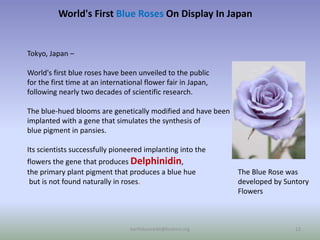 World's First Blue Roses On Display In Japan
Tokyo, Japan –
World's first blue roses have been unveiled to the public
for the first time at an international flower fair in Japan,
following nearly two decades of scientific research.
The blue-hued blooms are genetically modified and have been
implanted with a gene that simulates the synthesis of
blue pigment in pansies.
Its scientists successfully pioneered implanting into the
flowers the gene that produces Delphinidin,
the primary plant pigment that produces a blue hue
but is not found naturally in roses.
The Blue Rose was
developed by Suntory
Flowers
karthikumarbt@kcetvnr.org 22
 