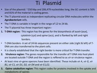  Size of the plasmid: ~250 kbp and 206,479 nucleotides long, the GC content is 56%
and 81% of the material is coding genes.
 The Ti plasmid exist as independent replicating circular DNA molecules within the
Agrobacterium cells.
 The T-DNA is variable in length in the range of 12 to 24 kb.
 The Ti plasmid has three important region:-
1. T-DNA region: This region has the genes for the biosynthesis of auxin (aux),
cytokinin (cyt) and opine (ocs), and is flanked by left and right
borders.
• T-DNA borders- A set of 24 kb sequences present on either side (right & left) of T-
DNA are also transferred to the plant cells.
• It is clearly established that the right border is more critical for T-DNA transfer.
2. Virulence region: The genes responsible for the transfer of T-DNA into host plant
are located outside T-DNA and the region is reffered to as vir or virulence region .
• At least nine vir-gene operons have been identified. These include vir A, vir G, vir
B1, vir C1, vir D1, D2, vir D4 and vir E1,E2.
3. Opine catabolism region: This region codes for proteins involved in the uptake and
metabolisms of opines
4
Ti Plasmid
 