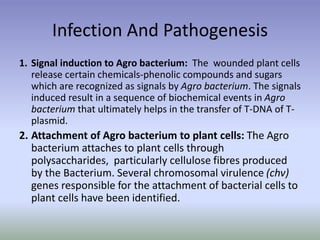 Infection And Pathogenesis
1. Signal induction to Agro bacterium: The wounded plant cells
release certain chemicals-phenolic compounds and sugars
which are recognized as signals by Agro bacterium. The signals
induced result in a sequence of biochemical events in Agro
bacterium that ultimately helps in the transfer of T-DNA of T-
plasmid.
2. Attachment of Agro bacterium to plant cells: The Agro
bacterium attaches to plant cells through
polysaccharides, particularly cellulose fibres produced
by the Bacterium. Several chromosomal virulence (chv)
genes responsible for the attachment of bacterial cells to
plant cells have been identified.
 