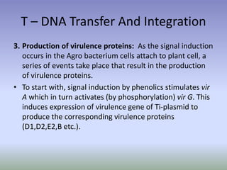 T – DNA Transfer And Integration
3. Production of virulence proteins: As the signal induction
occurs in the Agro bacterium cells attach to plant cell, a
series of events take place that result in the production
of virulence proteins.
• To start with, signal induction by phenolics stimulates vir
A which in turn activates (by phosphorylation) vir G. This
induces expression of virulence gene of Ti-plasmid to
produce the corresponding virulence proteins
(D1,D2,E2,B etc.).
 