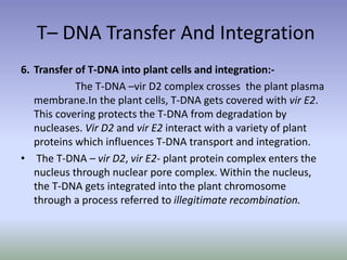 T– DNA Transfer And Integration
6. Transfer of T-DNA into plant cells and integration:-
The T-DNA –vir D2 complex crosses the plant plasma
membrane.In the plant cells, T-DNA gets covered with vir E2.
This covering protects the T-DNA from degradation by
nucleases. Vir D2 and vir E2 interact with a variety of plant
proteins which influences T-DNA transport and integration.
• The T-DNA – vir D2, vir E2- plant protein complex enters the
nucleus through nuclear pore complex. Within the nucleus,
the T-DNA gets integrated into the plant chromosome
through a process referred to illegitimate recombination.
 