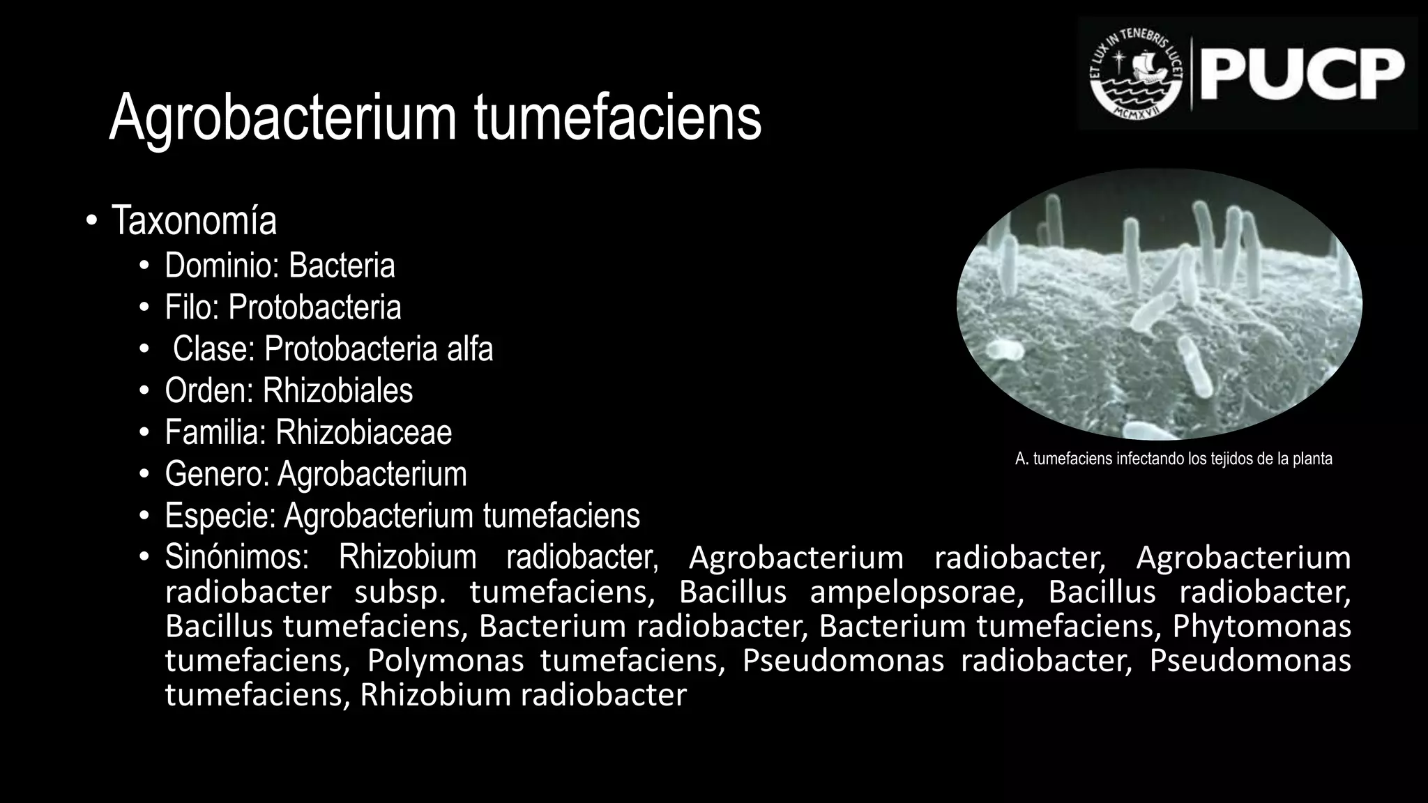 Agrobacterium t. | PPT
