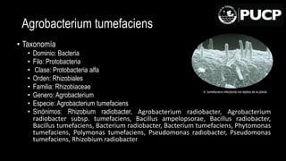 Agrobacterium t. | PPTX